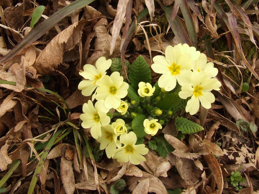 003 Primula vulgaris